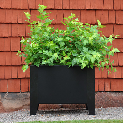 A box planter which is elevated off the ground on legs, it is black and has a lovely green plant coming out of it.